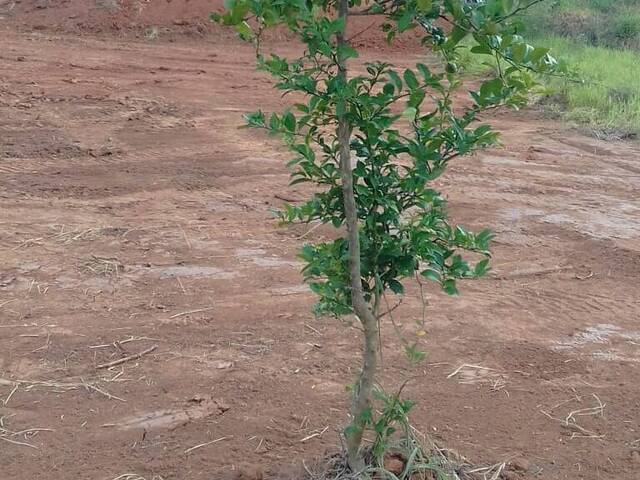 Terreno para Venda em Bragança Paulista - 4